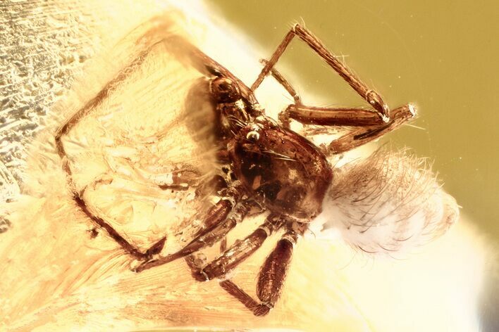 Detailed Fossil Spider (Araneae) In Baltic Amber #381518